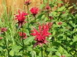 Hummingbirds and bees love this red menardia nardia